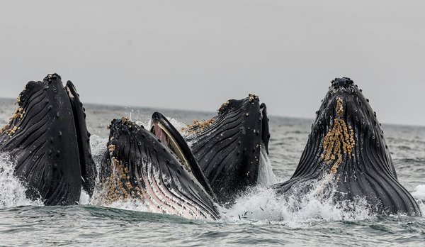 Quels sont les meilleurs spots pour observer les baleines dans le golfe de Californie, Mexique?