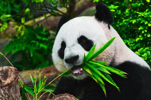 Quels sont les meilleurs spots pour observer les pandas géants en Chine: parcs et périodes?